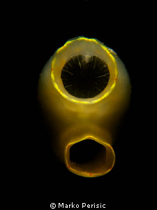 Sea Squirt by Marko Perisic 